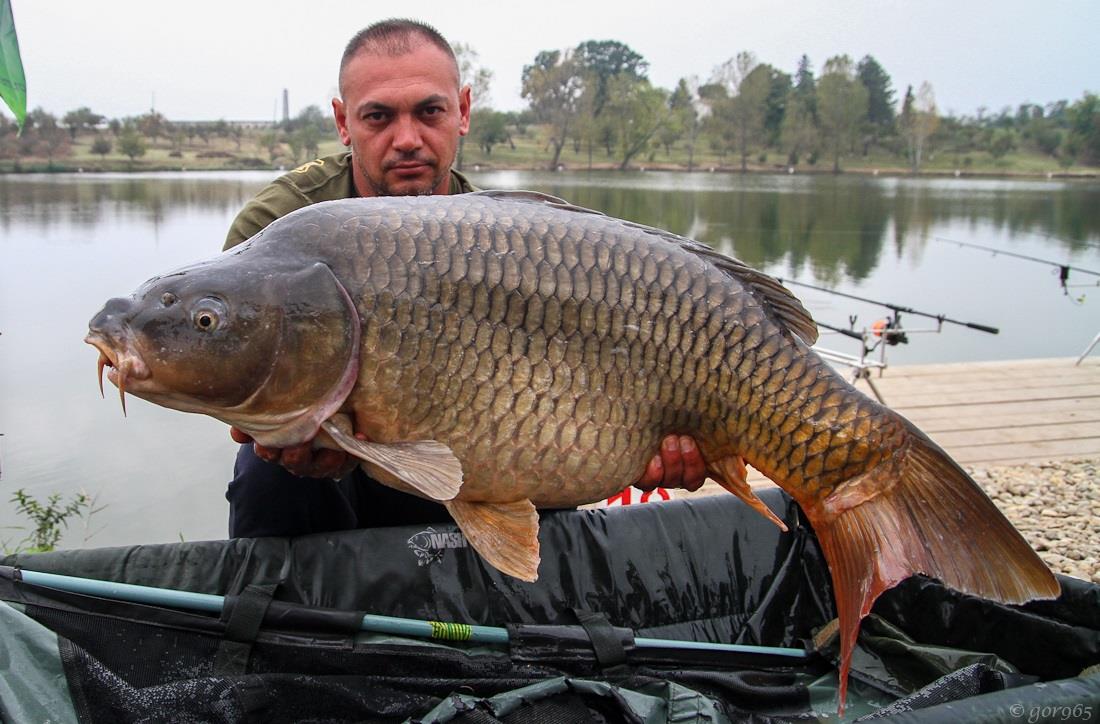 PESCUIT - best 10 hermes peris 
